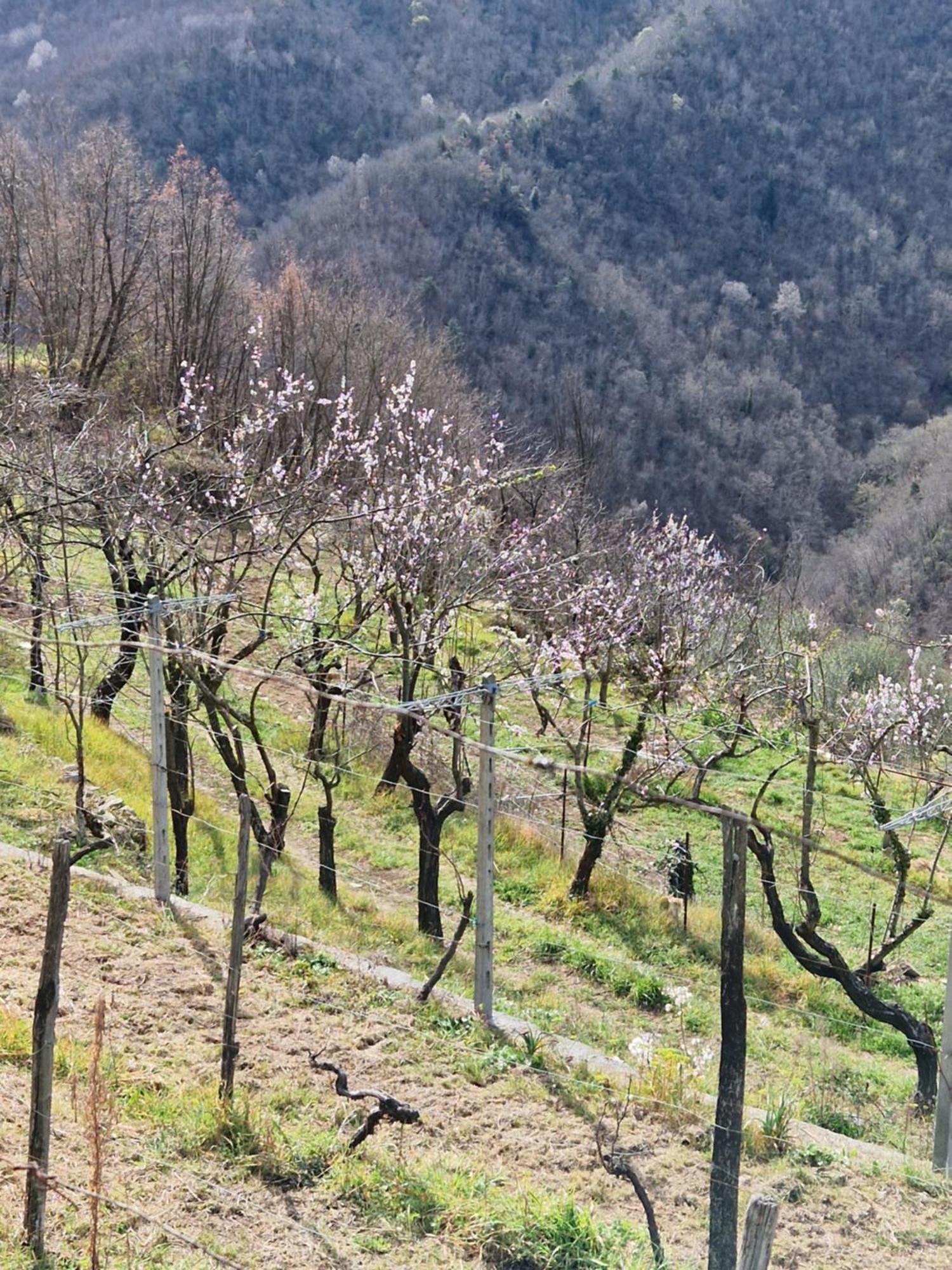 Casa Nonna Chiarina Appartement Molini di Triora Buitenkant foto